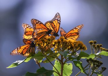 Cuándo llega la mariposa monarca a México