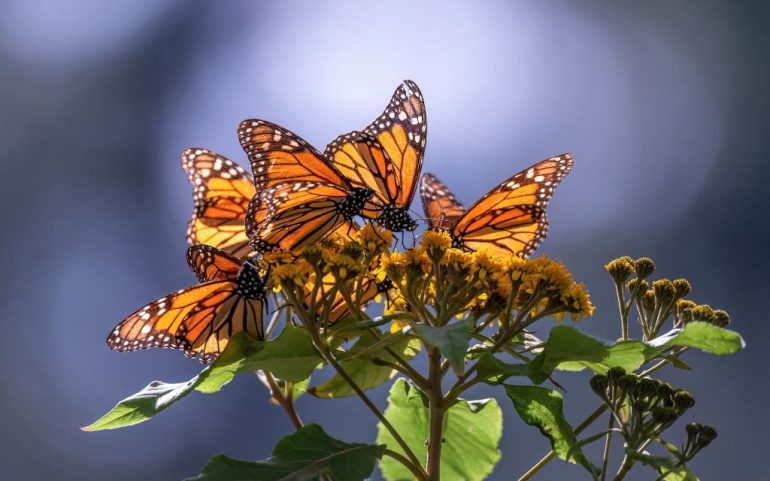 Cuándo llega la mariposa monarca a México