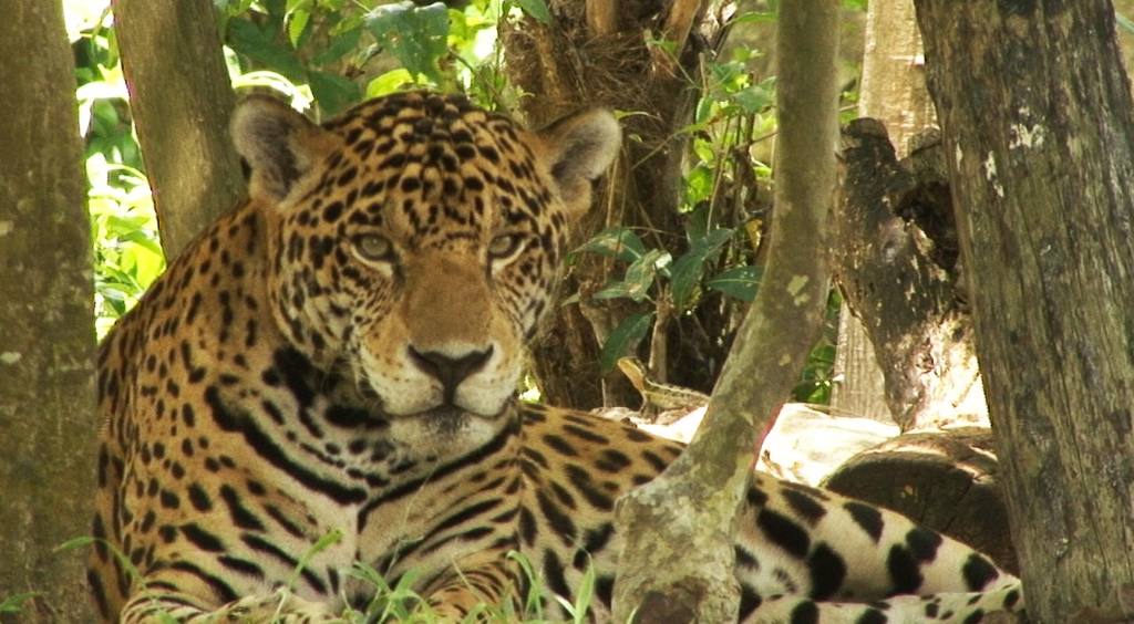 Jaguar captado en México