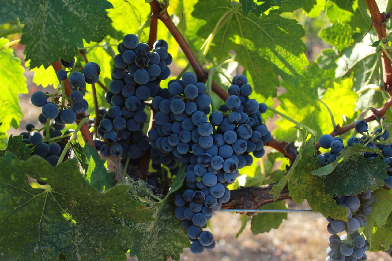 uvas vino valle