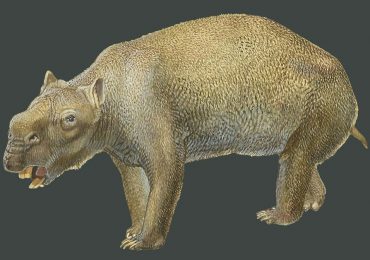 marsupial más grande