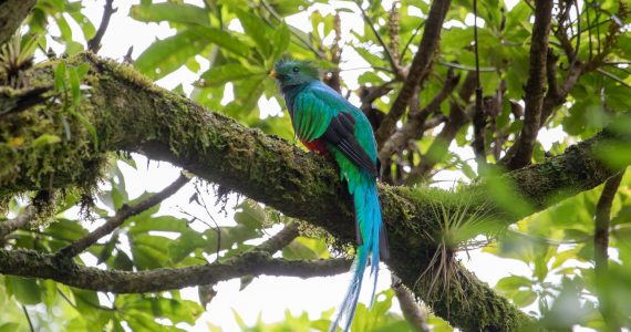estado-silvestre-observacion-de-quetzales-en-panama