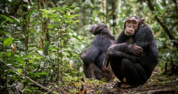 menopausia en chimpancés