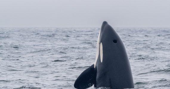 las-orcas-son-mas-violentas-cada-vez-tiburones-ballenas-y-barcos-son-sus-principales-presas
