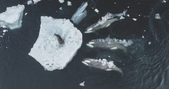 caceria-meticulosa-asi-es-como-las-orcas-convierten-el-agua-del-mar-en-un-arma-letal