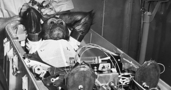 primer chimpancé