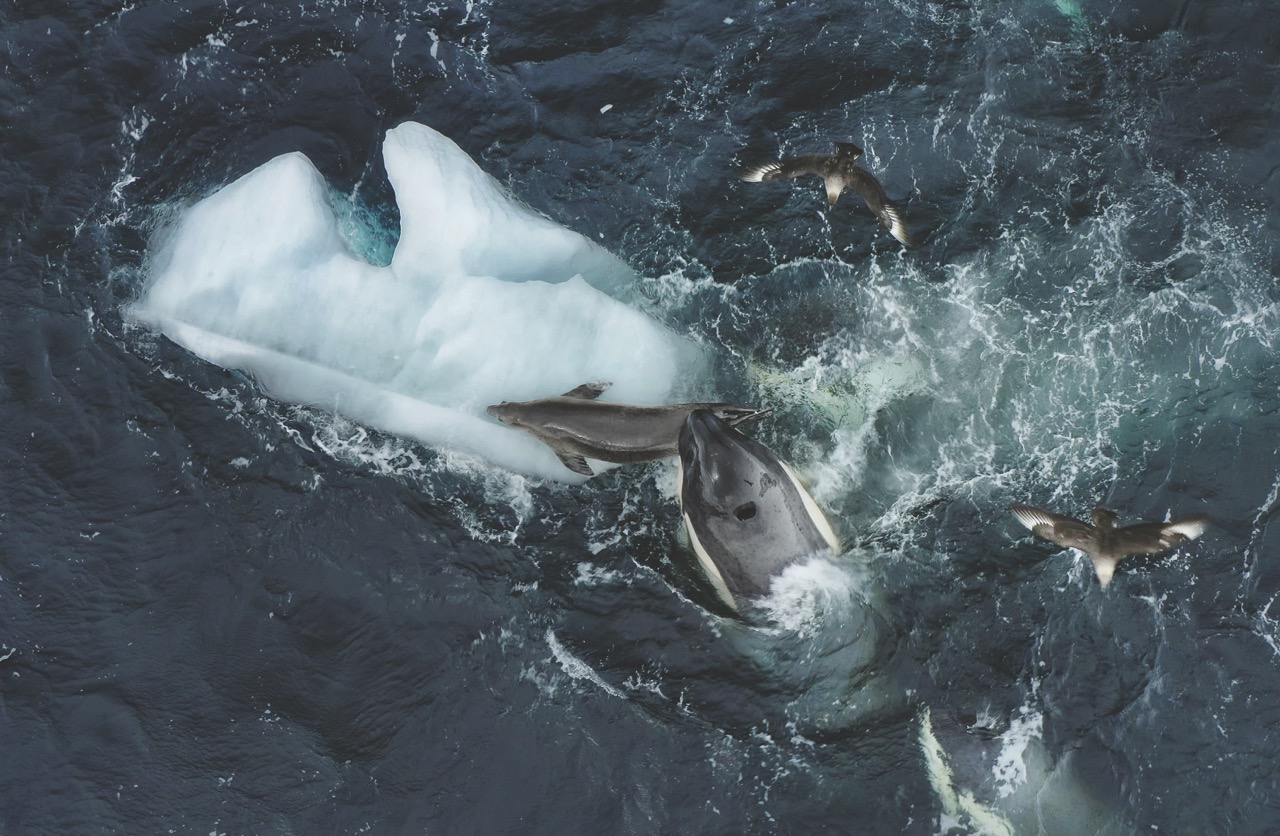 las orcas convierten el agua del mar en un arma letal