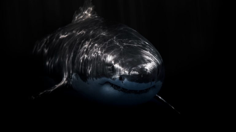 tiburones blancos zona crepuscular