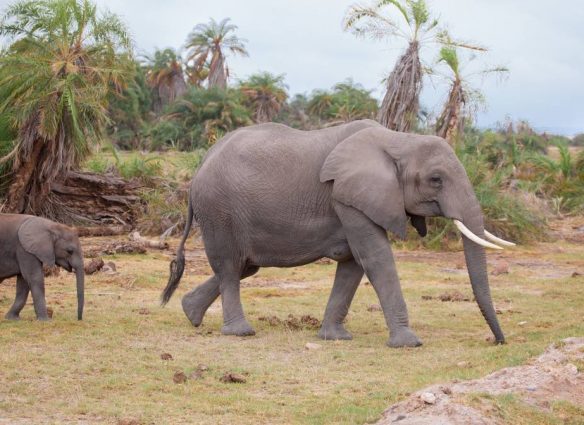 bebé elefante
