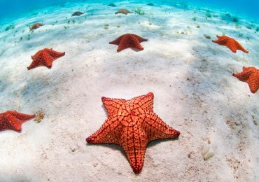 qué son las estrellas de mar