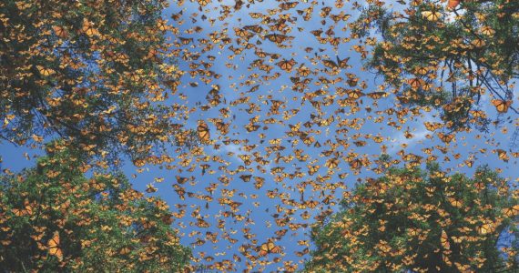 asi-es-la-impresionante-migracion-de-la-mariposa-monarca-un-viaje-de-generaciones-a-traves-del-continente