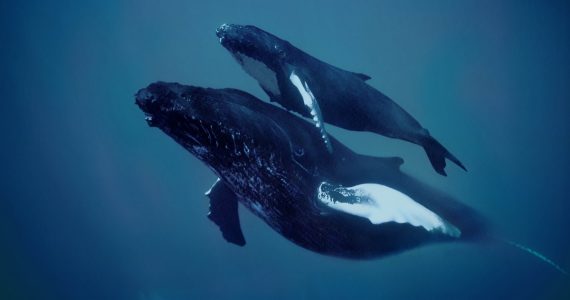 lenguaje de las ballenas