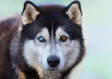 color de ojos de los perros