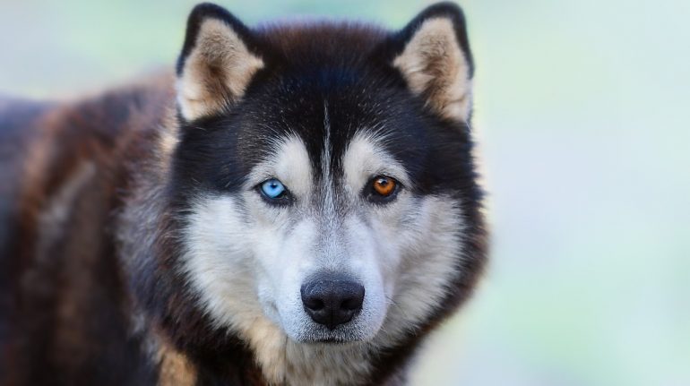 color de ojos de los perros