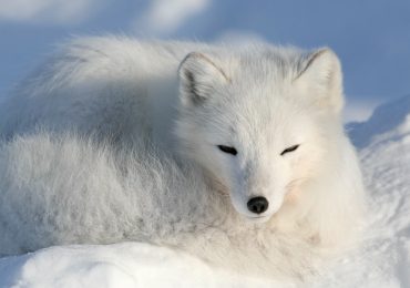 animales que cambian de color en invierno