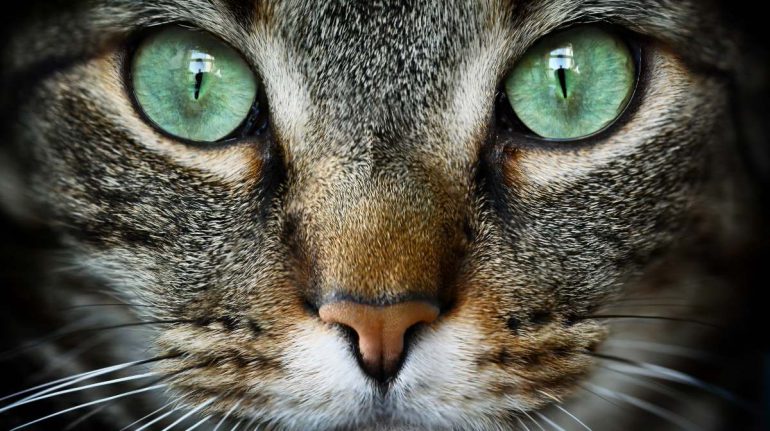 ojos de los gatos