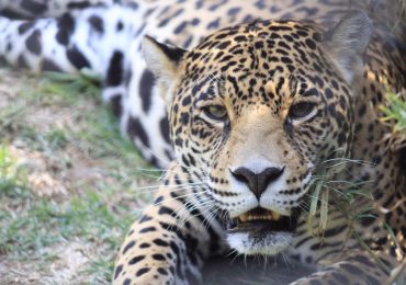 reino-animal-la-esperanza-ha-vuelto-para-el-maximo-depredador-de-latinoamerica