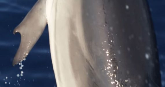 delfín con “pulgares”