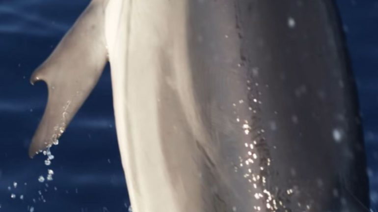 delfín con “pulgares”