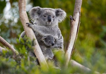 base-de-datos-genómica-de-los koalas