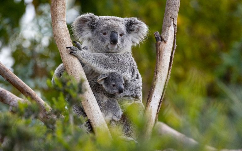 base-de-datos-genómica-de-los koalas