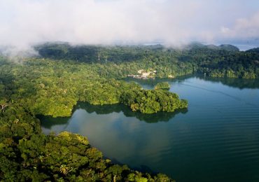 Bosque de manglares petrificado de hace 23 millones de años Isla de Barro Colorado en Panamá