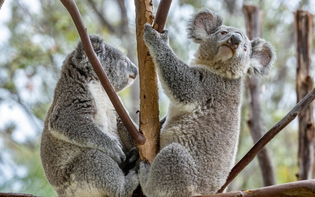 Koalas del San Diego Zoo Wildlife Alliance