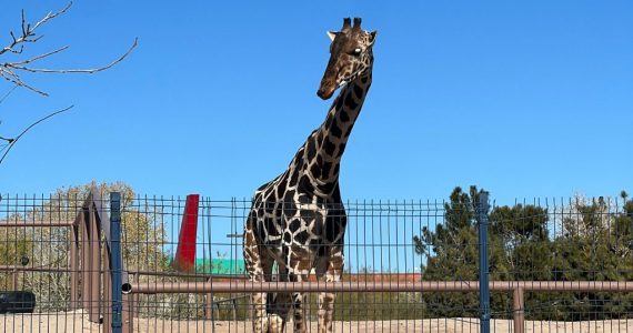 La jirafa Benito llega a un área de conservación