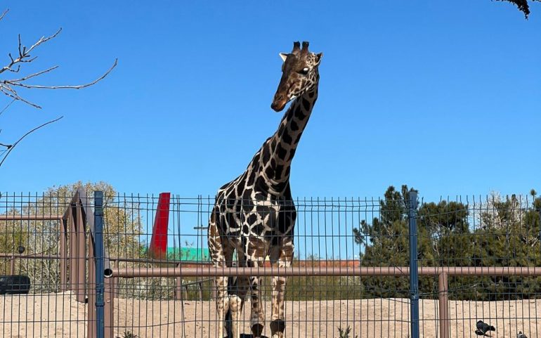 La jirafa Benito llega a un área de conservación