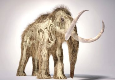 Reconstruyen la vida de un mamut lanudo hallado en alaska
