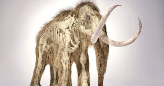 Reconstruyen la vida de un mamut lanudo hallado en alaska