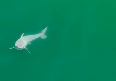 tiburón blanco recién nacido
