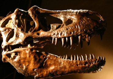 fósiles T-Rex
