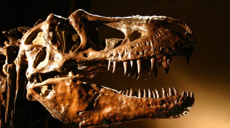 fósiles T-Rex