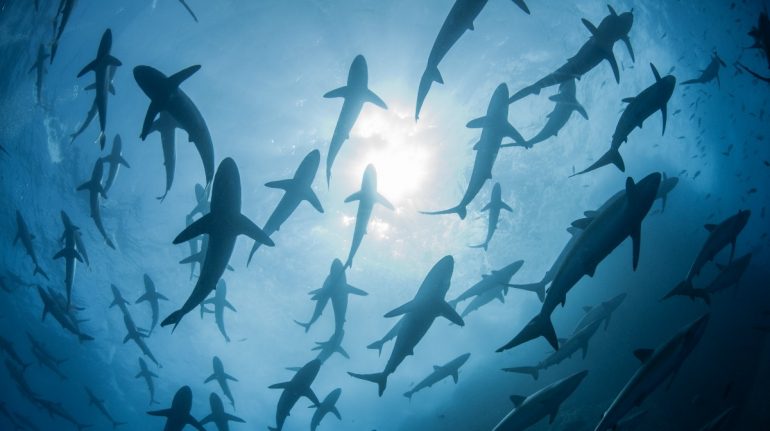 ser humano mata 80 millones de tiburones al año