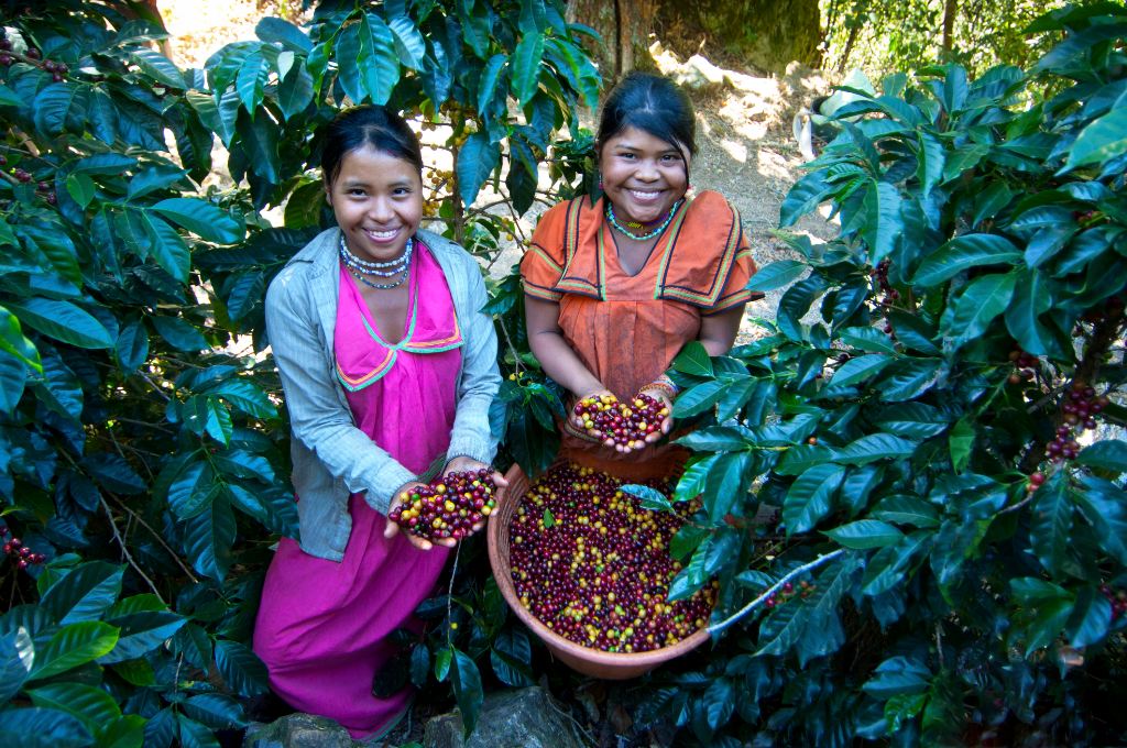 Plantaciones de café en Costa Rica