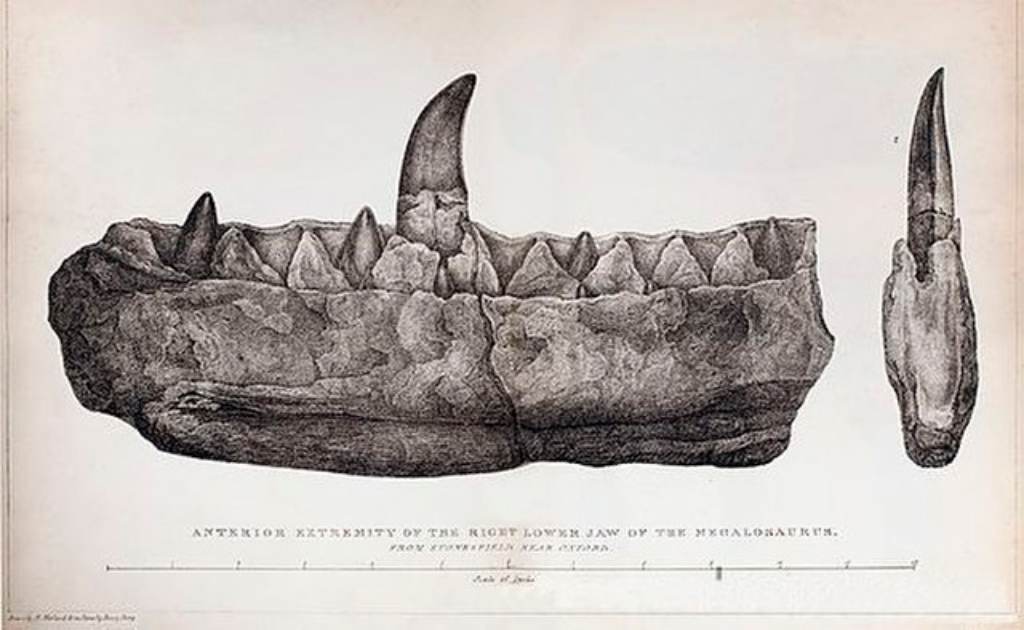 Mandibula del primer megalosaurus descrito por la ciencia