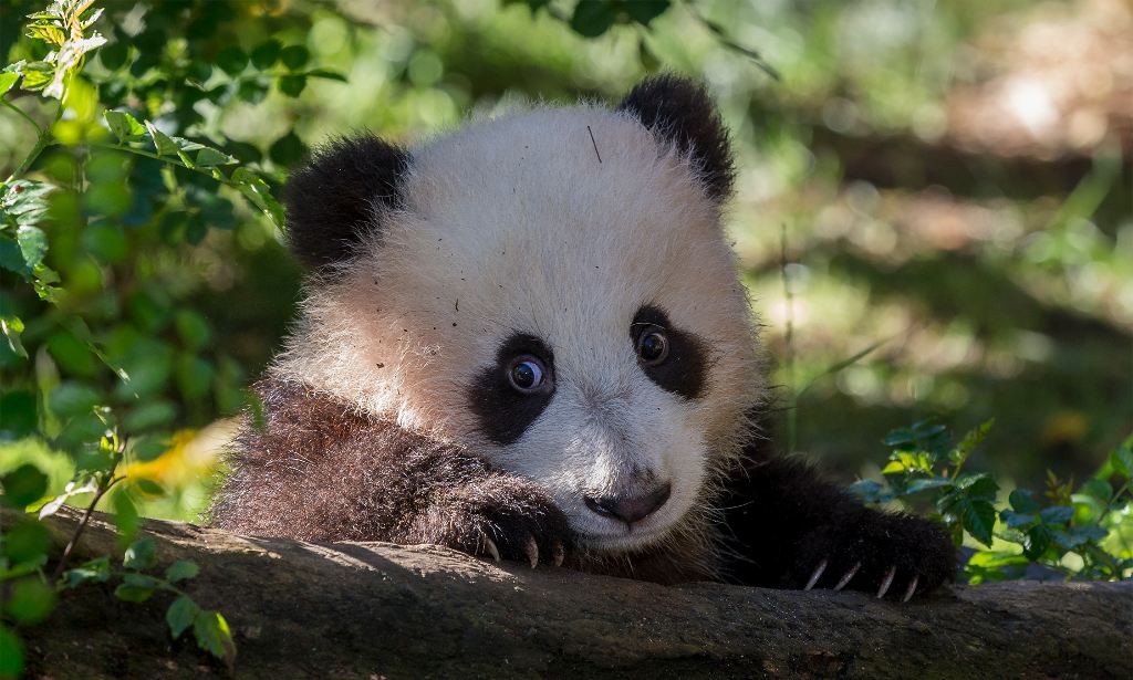 Panda nacido en San Diego Zoo