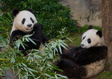 Zoológico de San Diego prepara el regreso de los pandas gigantes a Estados Unidos