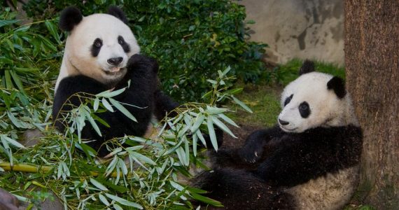 Zoológico de San Diego prepara el regreso de los pandas gigantes a Estados Unidos