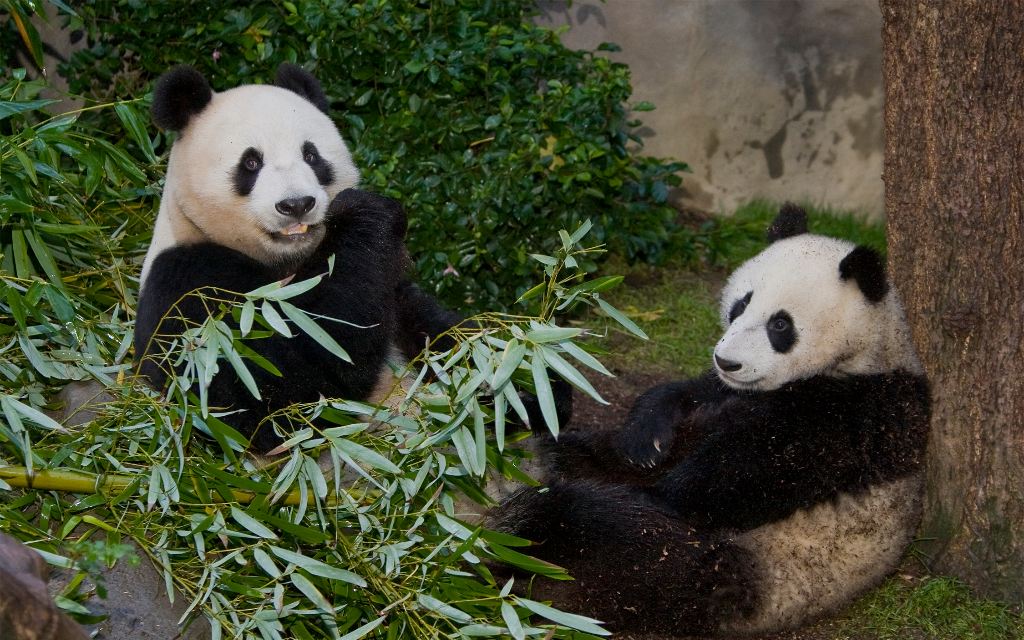The San Diego Zoo is preparing for the return of giant pandas to the United States