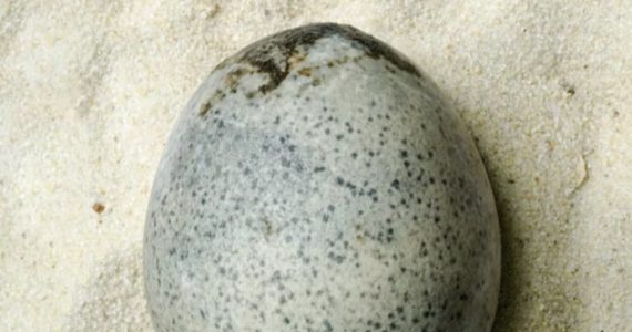 huevo de la época romana