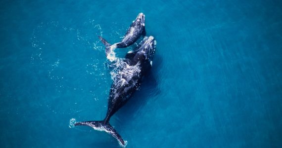 Día Mundial de las Ballenas