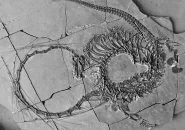 el-descubrimiento-de-un-dragon-chino-desconcerto-a-los-paleontologos