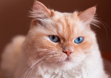 las razas de gatos que viven más