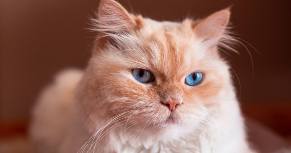 las razas de gatos que viven más