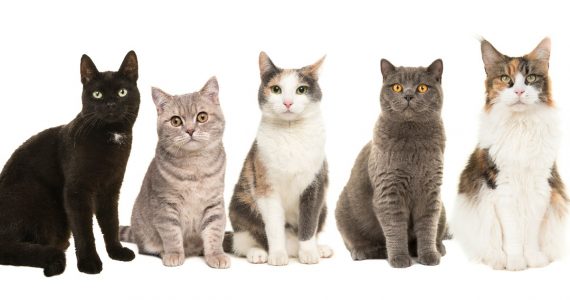 origen de las diferentes razas de gatos
