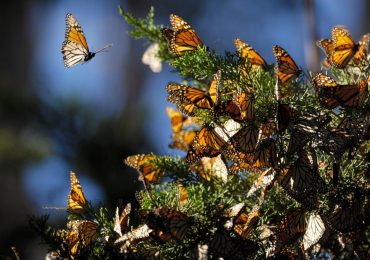 mariposa monarca disminuye