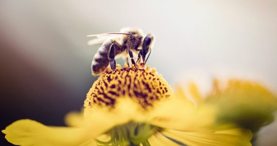 Por qué las abejas son tan importantes