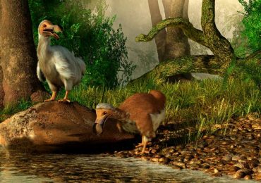 Por qué se extinguió el dodo